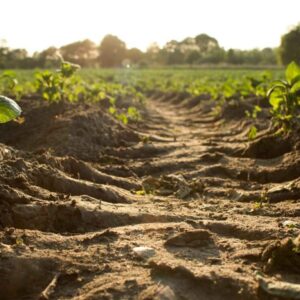 ACONDICIONADORES DE SUELO